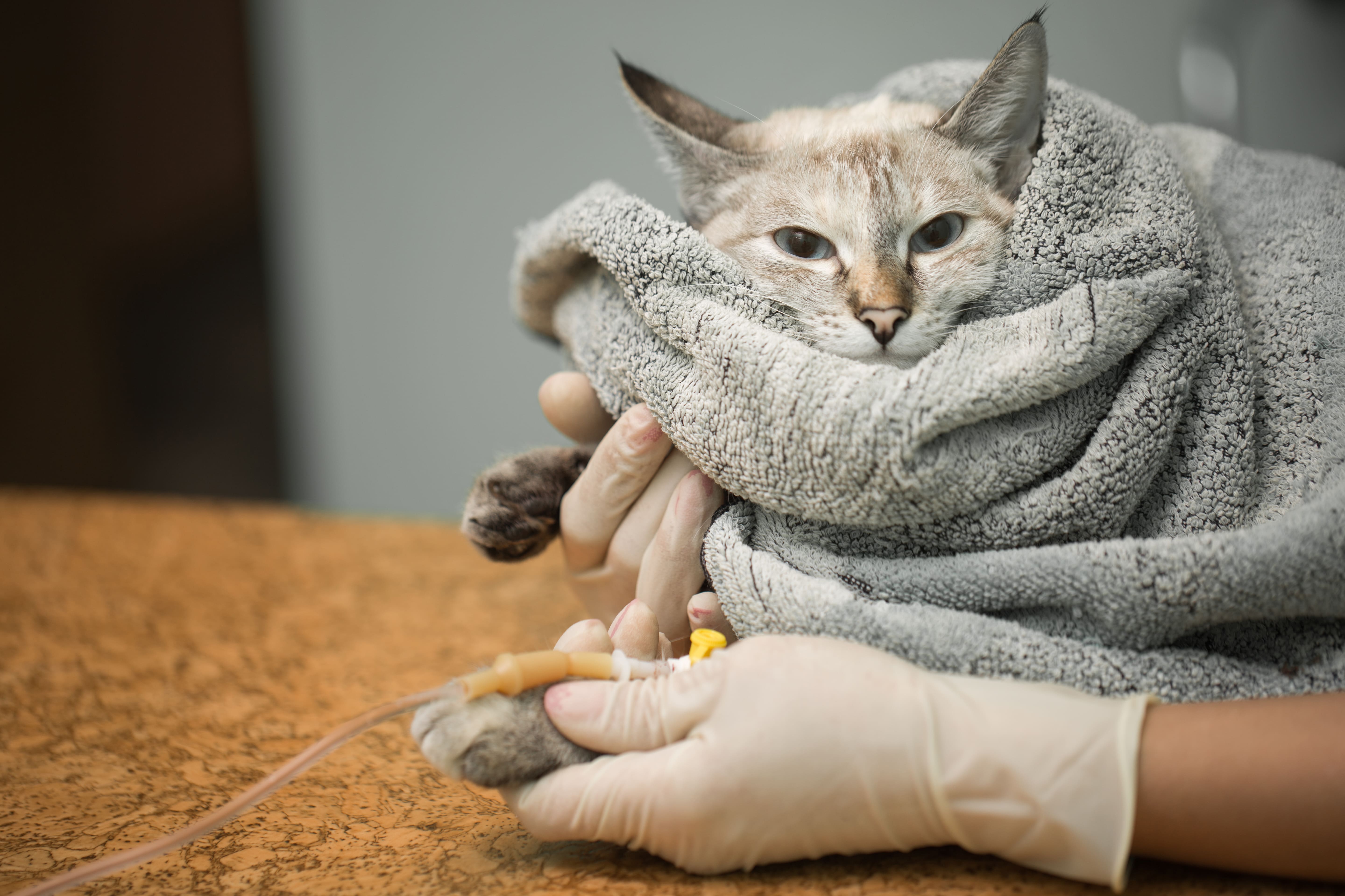 Apakah-Kucing-Flu-Bisa-Sebabkan-Kematian?