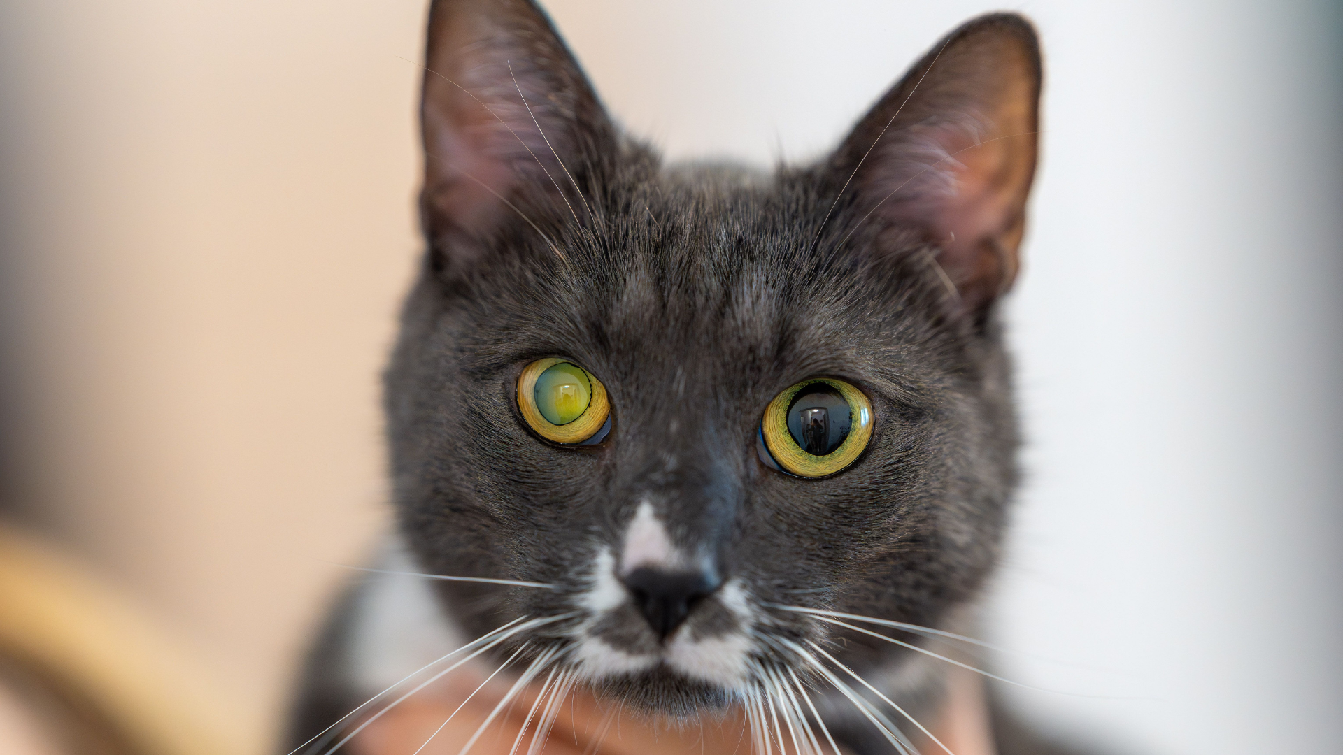 Begini-7-Cara-Jitu-Atasi-Kucing-Stres-Saat-Baru-Diadopsi